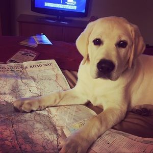 Meet your Posher, Tiffany